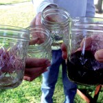 photos // Cookbook Club : May 2010 : Sonoma Plaza Farmers Market
