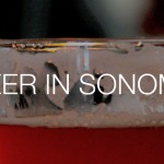 Beer in Sonoma